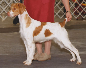 Sovereign’s Enchanted Code | AKC Brittany Breeder of Merit