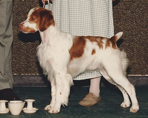 Sovereign’s Know the Code | Brittany Spaniel
