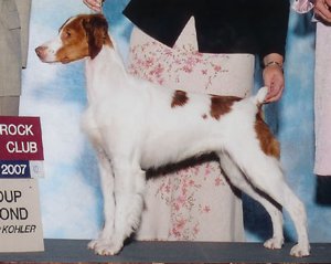 Sovereign’s Brittany Pups