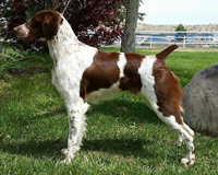 Brittany | CH Alar’s Chasing
 Paydirt  “Coltan”