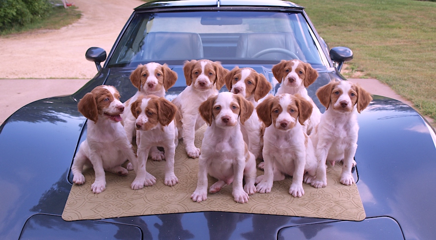 Brittany store dog puppies