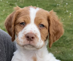 Sovereign’s Final Verdict "Gavel" | Brittany Puppy