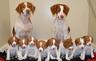 Breton clearance spaniel puppies