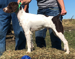 SOVEREIGN'S NOTJUSTABIRDDOG