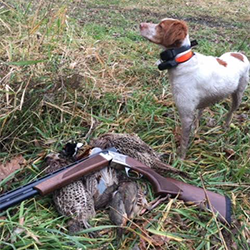 hunting brittany | Minnesota