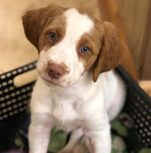 SOVEREIGN'S SWEETER THAN HONEY | Clover | 8 weeks