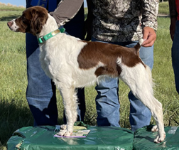 Flash | Liver Brittany