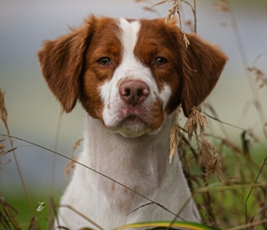 GCH Sovereign's Dream Hi Legendary King of Country "George"   