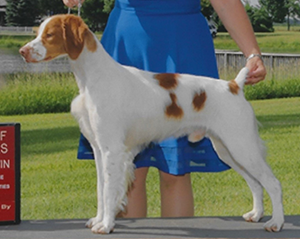 Sovereign’s Legendary Disciple | Illinois Brittany