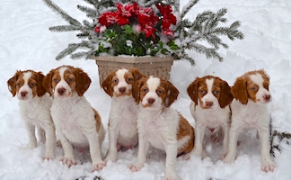 brittany litter of puppies