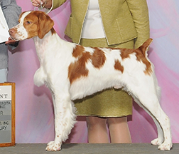 GCH. RIVERMIST BROXDEN SOVEREIGN