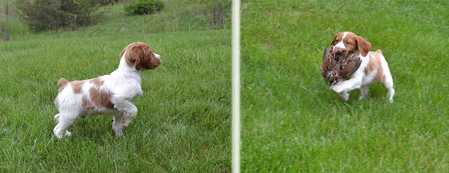 brittany puppies | bird work