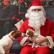 brittany dogs visiting santa